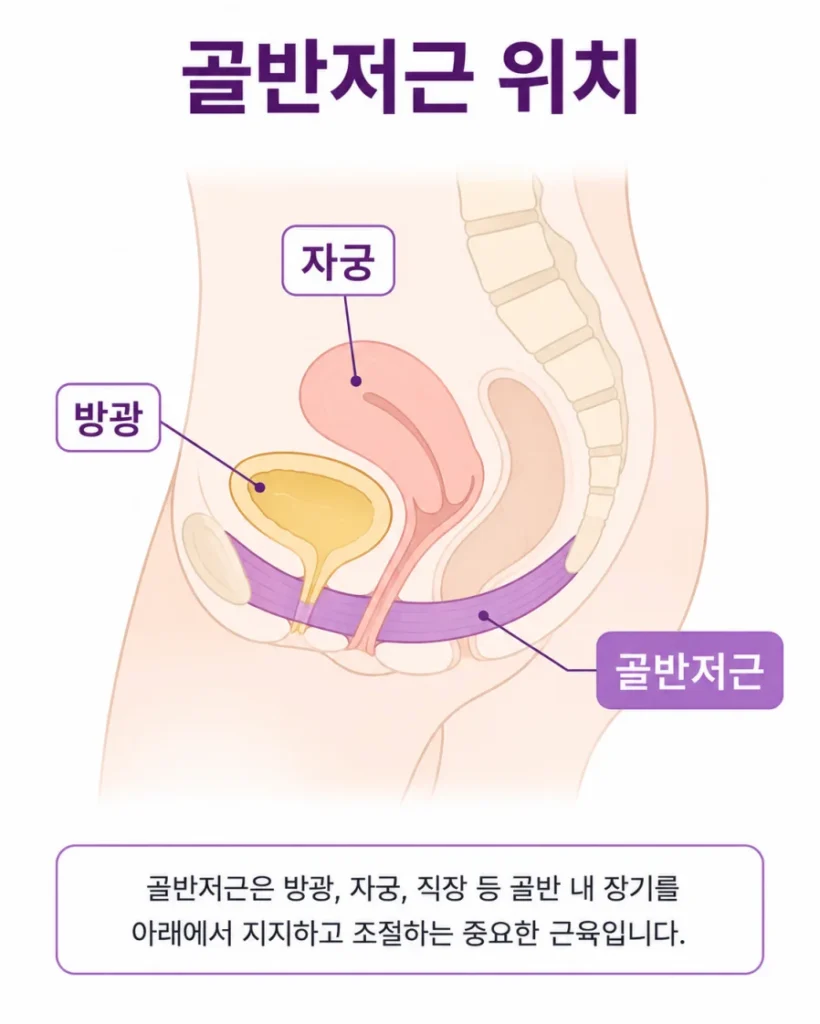 골반저근 위치 해부학 그림 방광 지지 구조 설명