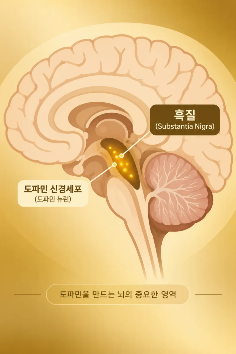 도파민 PET 검사 원리를 보여주는 의학 일러스트
