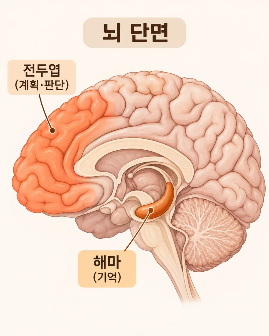 해마와 전두엽 위치를 표시한 뇌 단면 의학 일러스트